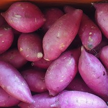 [2023년 수확] 옛날 밤고구마 / 목이 메이는 퍽퍽한 햇 밤고구마 특 3kg 5kg 10kg, 밤고구마 특 5kg, 1개