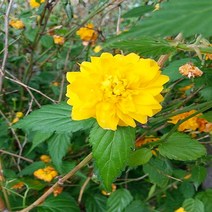 충주원예조경/황매화/1.2m/개화주/10주, 주