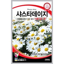 샤스타 데이지 씨앗 계란꽃 마가렛 꽃씨앗, 버즈아이
