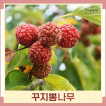 꾸지뽕나무 묘목 실생2년생 뿌리묘 5개