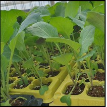 케일 모종 5구 베란다 텃밭 쌈채소 생즙용