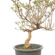 성희 고목 성휘 철쭉 사스끼 분재 나무 묘목 화분 인테리어 식물 키우기