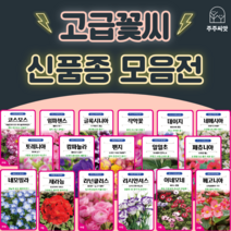 꽃씨 꽃씨몰 고급꽃씨 모음 허브씨 씨앗 다년생 꽃씨앗 봄 제라늄 작약 네모필라 페츄니아 팬지 리시안셔스 캄파뉼라 베고니아 일일초 임파첸스 라넌큘러스 아네모네, 18. 네메시아 화이트 10립
