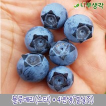 착한가격 나무생각/블루베리(스타)/4년생/결실주, 주