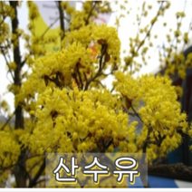 산수유 실생 2년묘 10그루 나무묘목