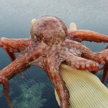 [당일조업] 통영직송 자연산 활 돌문어, 활 돌문어 1kg(1~3미)