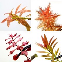 [수림수족관] 키우기쉬운 전경 중경 후경 부상 수초모음 (초보수초 새우 및 치어은신처), 2-6.루드위지아 슈퍼레드(2촉)