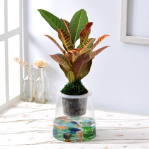 공기정화식물 데팡스어항글라스(大)-크로톤