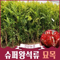 슈파왕 단석류나무 묘목 슈퍼왕석류 분묘 3년생 결실주