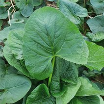 강원도 고랭지 곰취 곤달비 생곰취나물 봄나물 당일수확 1kg