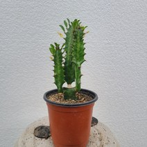 실내공기정화식물 청차각 소품 선이장 소품 15-25cm 25