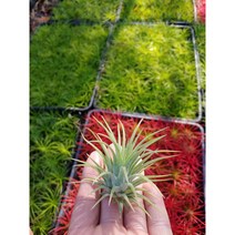 엉클팜(사은품) 집들이선물용 이오난사 중 5~7cm 9개(8+1) 1세트(판매자 엉클팜!!! 필히 확인)틸란드시아