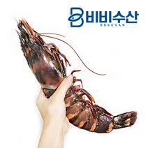 자연산 킹타이거 새우 1마리 최대 400g, P.킹타이거 1미170~229g 28cm내외