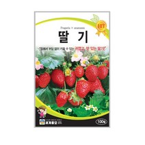 세계종묘 딸기씨앗 100립