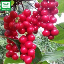 초록사랑 GAP인증 문경오미자생과 생오미자, 1개, 10kg