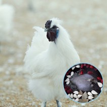 굿소일 백봉도가 국산 토종 백봉오골계 삼계 백숙 생 닭 1-1.2kg, 소중한 분을 위한 특별한 보양식