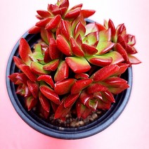 레티지아 다육이 5두 예쁜 다육 식물1큰5-30, 단품, 상세페이지 참조