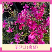 꽃잔디 모종 홍설 다년초 포트묘 20개