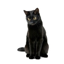 차량용 냉장고 미니 냉온장고 캠핑용 온장고 3Ratels CM29 사랑스러운 고양이 페르시아 Birman Bombay 영국, 12 CM29-13_05 50cm( 19.7inch)