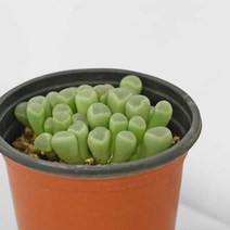 오십령옥 다육 식물 모종 소품 마이플랜트, 오십령옥 다육 소품, 10호 핑크, 1개