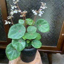 더 라라플랜트 베고니아 콘치폴리아 Begonia conchifolia