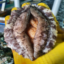 [산지직송 가정용 선물용] 완도 직거래 활 전복 특대 선물세트 2kg / 꼬마전복 미니전복 1kg 30미 40미 50미 당일배송 내일도착, 1-6) [왕   특] 1kg 7-9미