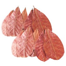 고운물 네츄럴 알몬드잎 10장 (새우가재 베타어항), 단품