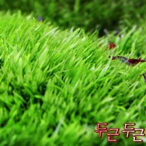 니그로 워터론 (500동전크기) - 전경초 초심자용 수초 음성초 유경초 수초키우기