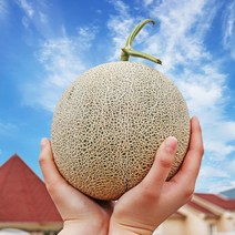 곡성 프리미엄 고당도 머스크 메론 특품 7.5kg (4수)