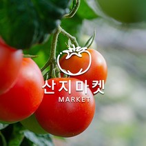 [산지마켓]GAP인증 프리미엄 대추방울 토마토 로얄과 최상급 선별 방울토마토 대추방울토마토 1.5kg, 로얄 1.5kg, 1개