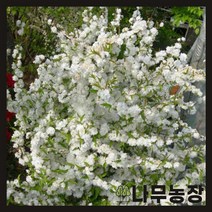 (나무농장) 매화나무 옥매 접목1년 묘목