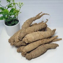 [산지직송] 태백 산더덕 500g (중/대) 향이진한 고랭지 고산더덕, 산더덕 500g (대)
