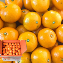 산지직송 제주 서귀포시 고당도 하우스 노지 감귤 첫수확 1박스 5kg, 1개