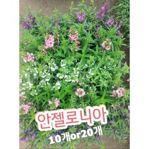 안젤로니아꽃 10개 20개/천사의 얼굴이라는 꽃말