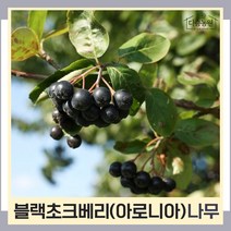 초크베리나무 묘목 아로니아 블랙초크베리 실생4년생 뿌리묘 3개