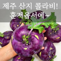 콜라비 제주 산지직송 14브릭스 고당도 제철 콜라비 효능 손질 요리 먹는법, 5kg