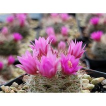 월령환(적화) - 소형 선인장 다육 아프리카식물 국내실생 식물키우기 사무실화분 집들이선물 선물추천