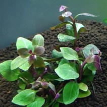 수초 로벨리아 카디날리스3촉