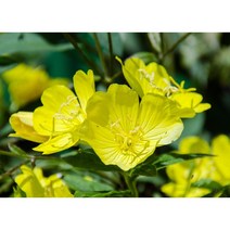 황금달맞이 x 10포트 여름꽃 다년생 야생화 (DU), 10개