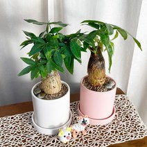 [1+1 SET] 이국적인 분위기 반려식물 키우기쉬운 공기정화식물 파키라 도자기, 목대 하나+셋, 도자기 블랙+블랙, 없음