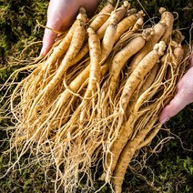 삼삼금산인삼 금산 인삼 삼계용 수삼 750g 소 5년근 백숙용 튀김 요리 진공포장 인삼차, 1I90_무세척삼계삼소750g