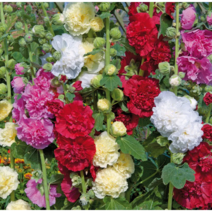 겹접시꽃 [4포트] 꽃색랜덤 (복남이네 야생화 모종 체터스 더블 ﻿hollyhock), 1개