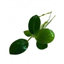 아누비아스나나 미니촉 1벌브(작은크기 입니다) 음성수초 활착수초 모스활착