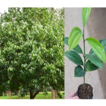 (성실D)육계나무(계피) 실생2년 1그루(포트), 1개