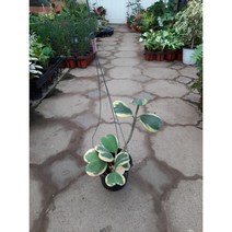 60~80cm 159 무늬하트호야 올라올라