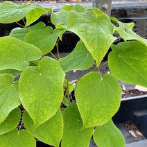 약용식물 묘목 / 삼지구엽초 / 남자에게 좋은 음양곽 (NAKAI) 2주묶음 GP5-0