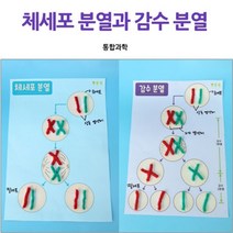 4인용 키트 생명 과학 체세포 감수 분열 모형 만들기 학습 교구 방과후 수업 교실