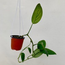 8900 몬스테라 카스테니안 행잉 30~50cm