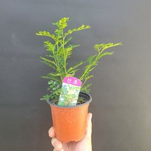 공기정화식물 야생식물 산초 소품 152535