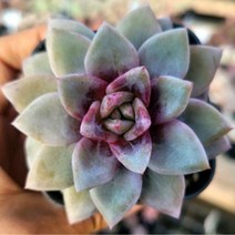 꽃보다 예쁜 다육이 8종 모아보기, 독일샴페인
